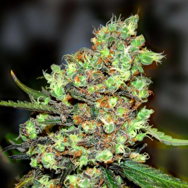 Skunk #1 Feminised Seeds - G13 Labs product image