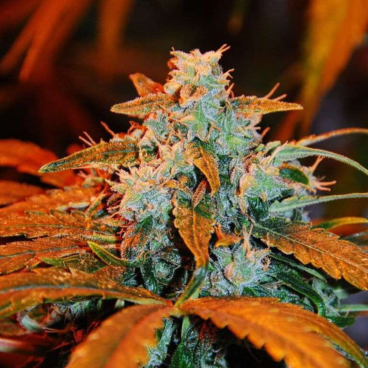 Berry Autoflower Seeds - G13 Labs product image