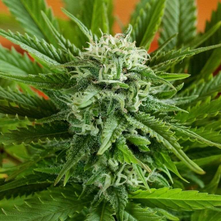 Pineapple Express Autoflower Seeds - G13 Labs product image