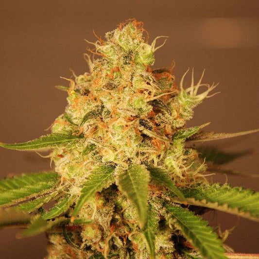 Diesel Autoflower Seeds - G13 Labs product image