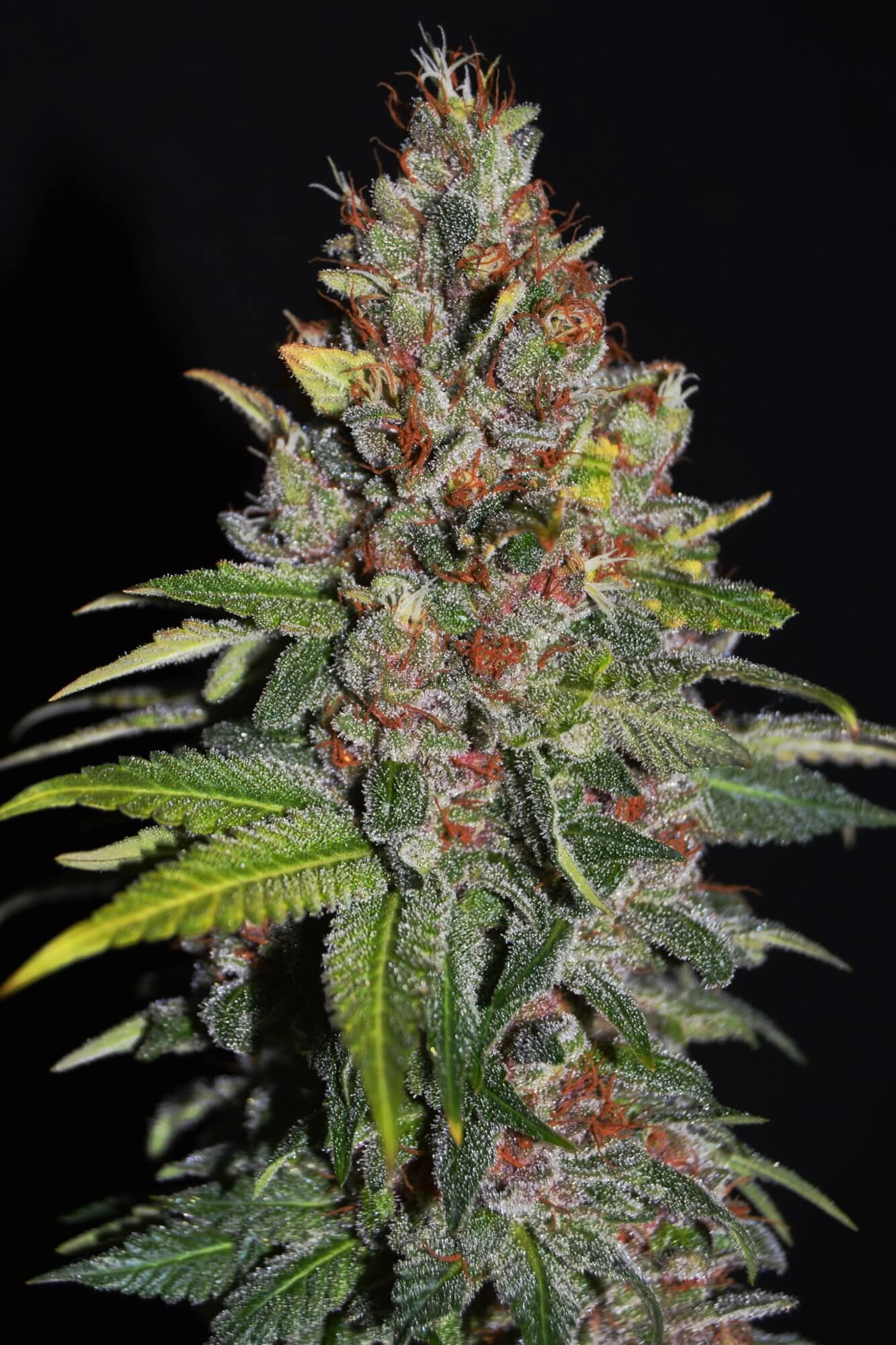 Tropical Punch Feminised Seeds - G13 Labs product image