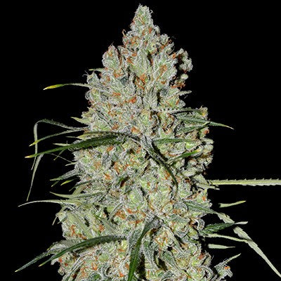 Pineapple Express #2 Autoflower Seeds - G13 Labs product image