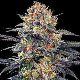 Jealous Mary Autoflower Seeds - G13 Labs product image