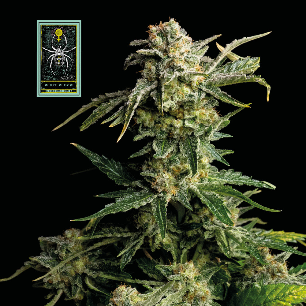 Seedsman White Widow Feminised Seeds seed packaging