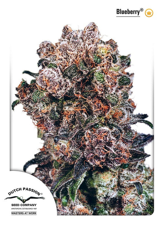 Dutch Passion Blueberry Feminised Seeds seed packaging
