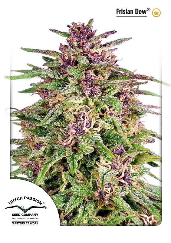 Dutch Passion Frisian Dew Feminised Seeds seed packaging