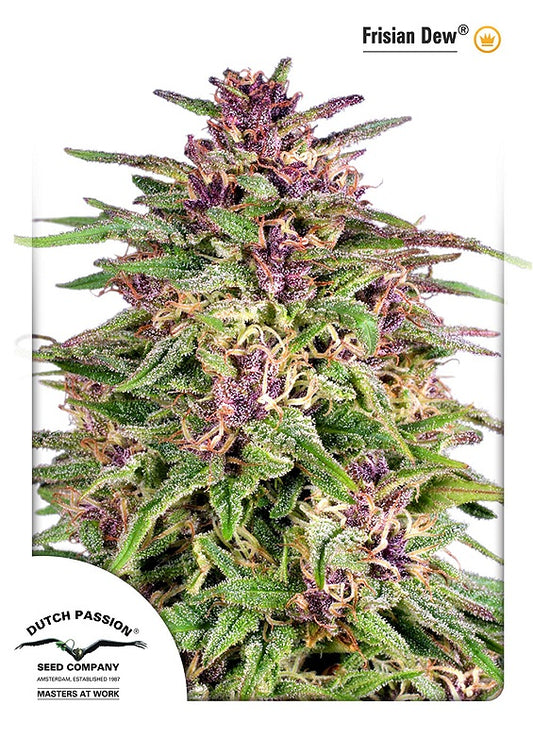 Dutch Passion Frisian Dew Feminised Seeds seed packaging