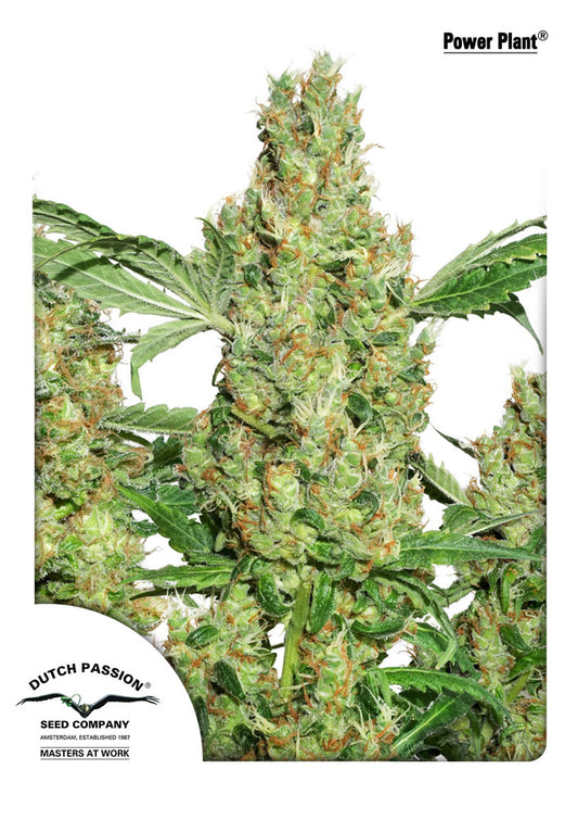 Dutch Passion Power Plant Feminised Seeds seed packaging