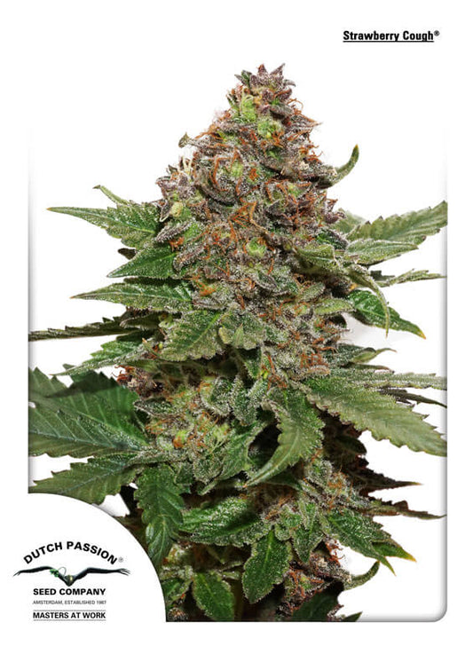 Dutch Passion Strawberry Cough Feminised Seeds seed packaging