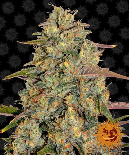 Barney's Farm Amnesia Lemon Feminised Seeds seed packaging