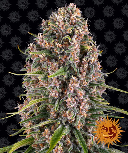 Barney's Farm Blueberry Cheese Feminised Seeds seed packaging