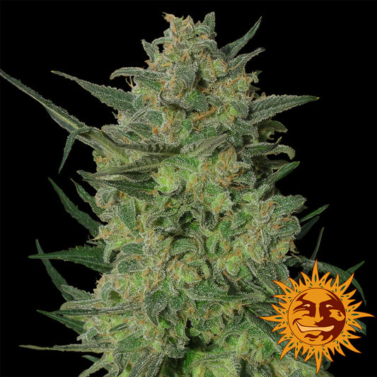 Barney's Farm LSD Feminised Seeds seed packaging