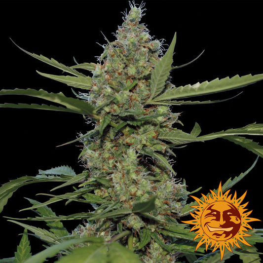 Barney's Farm Laughing Buddha Feminised Seeds seed packaging