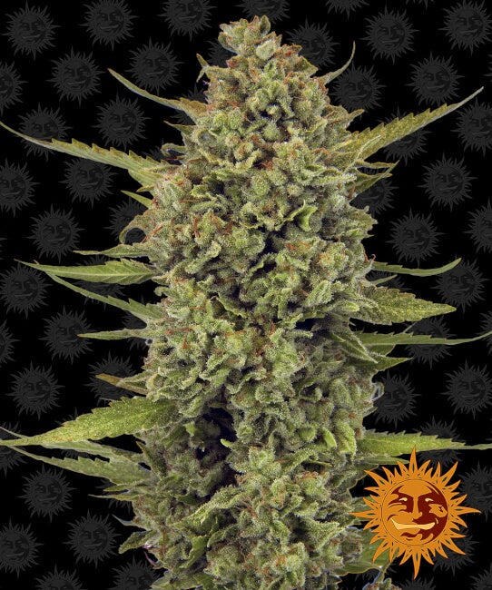 Barney's Farm Acapulco Gold Feminised Seeds seed packaging