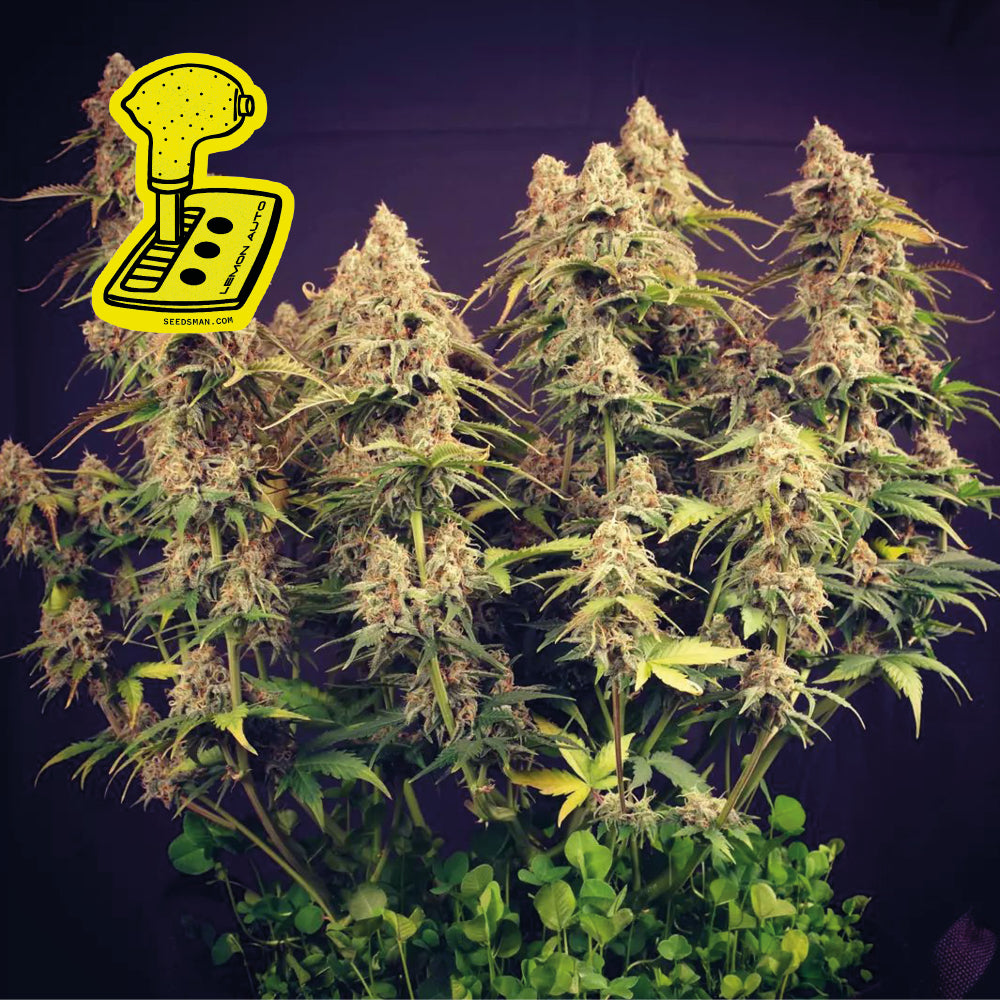 Seedsman Lemon Auto Feminised Seeds seed packaging
