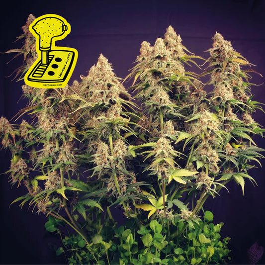 Seedsman Lemon Auto Feminised Seeds seed packaging
