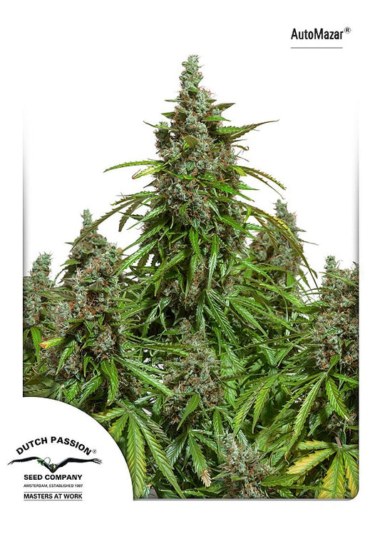 Dutch Passion Mazar Auto Feminised Seeds seed packaging