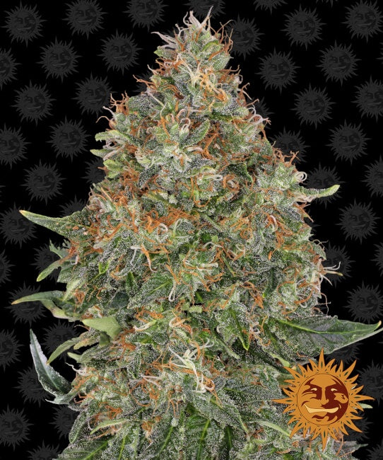 Barney's Farm Pineapple Express Auto Feminised Seeds seed packaging