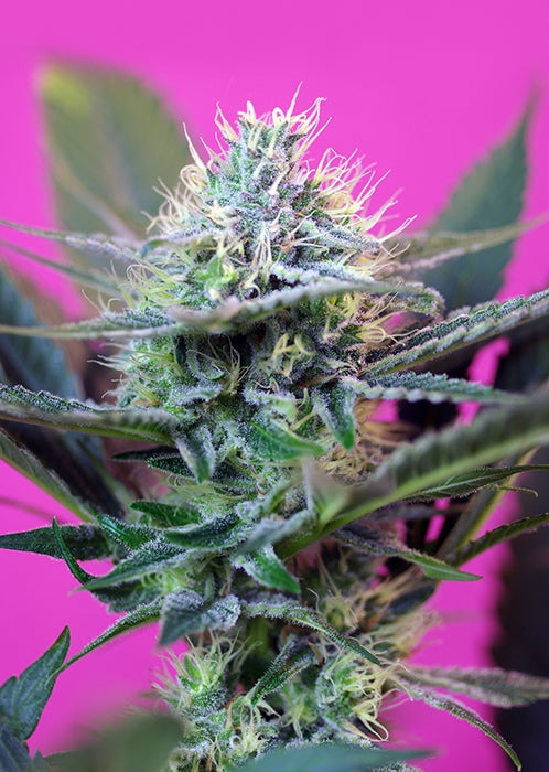 Sweet Seeds Speed + Auto Feminised Seeds seed packaging