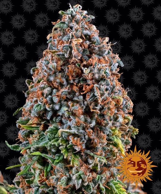Barney's Farm Critical Kush Feminised Seeds seed packaging