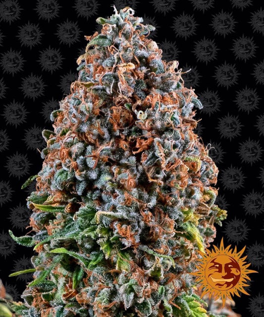 Barney's Farm Critical Kush Feminised Seeds seed packaging