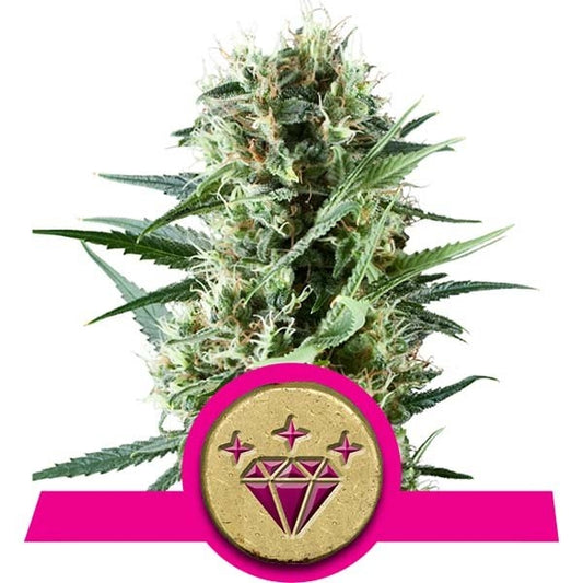 Royal Queen Seeds Special Kush #1 Feminised Seeds seed packaging
