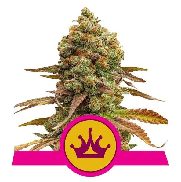 Royal Queen Seeds Special Queen #1 Feminised Seeds seed packaging