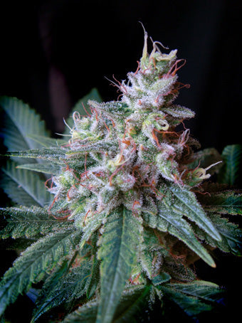 Sweet Seeds Cream Caramel Feminised Seeds seed packaging