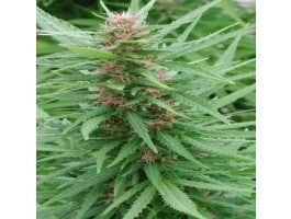 Ace Seeds Ace Mix Feminised Seeds seed packaging