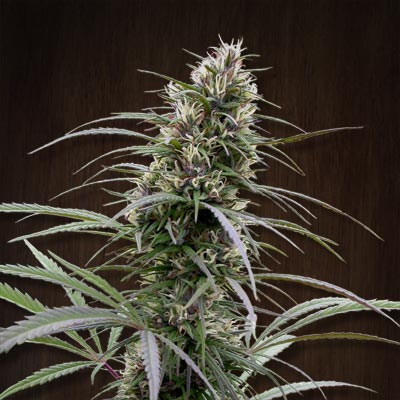 Ace Seeds Congo Feminised Seeds seed packaging