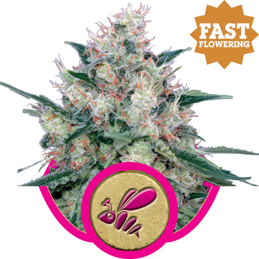 Royal Queen Seeds Honey Cream FAST Version Feminised Seeds seed packaging