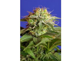 Sweet Seeds Green Poison F1 FAST Version Feminised Seeds seed packaging