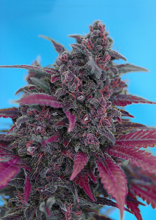 Sweet Seeds Dark Devil Auto Feminised Seeds seed packaging