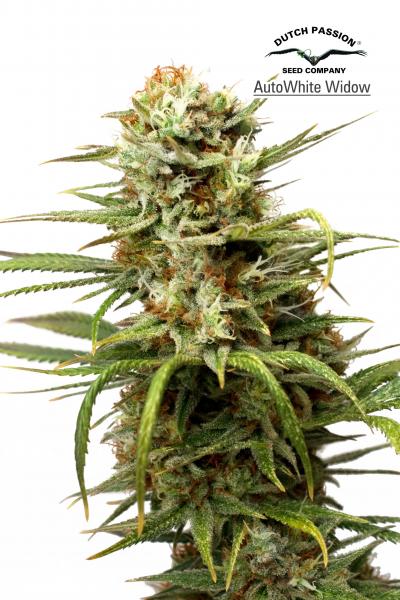Dutch Passion White Widow Auto Feminised Seeds seed packaging