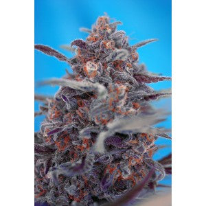 Sweet Seeds Devil Cream Auto Feminised Seeds seed packaging