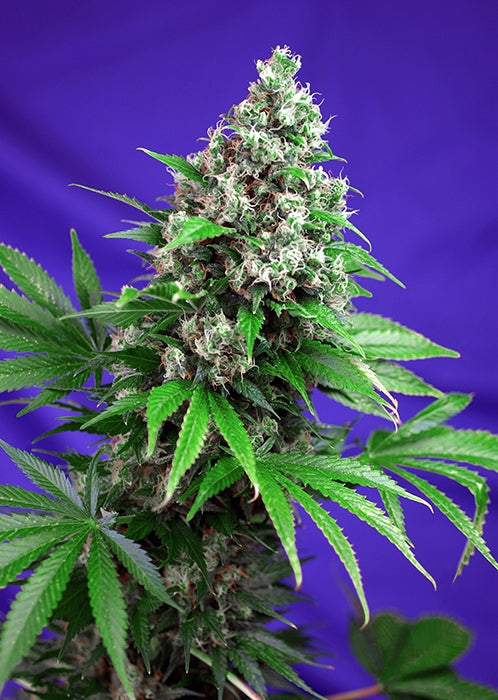 Sweet Seeds Killer Kush F1 FAST Version Feminised Seeds seed packaging