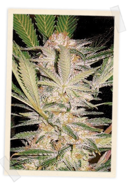 Sweet Seeds S.A.D. F1 FAST Version Feminised Seeds seed packaging