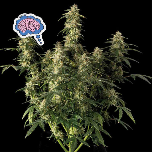 Seedsman Amnesia Auto Feminised Seeds seed packaging