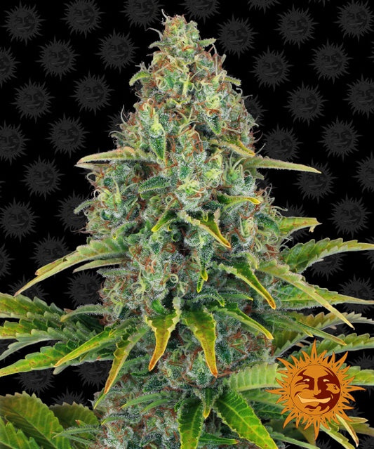 Barney's Farm Blueberry Cheese Auto Feminised Seeds seed packaging