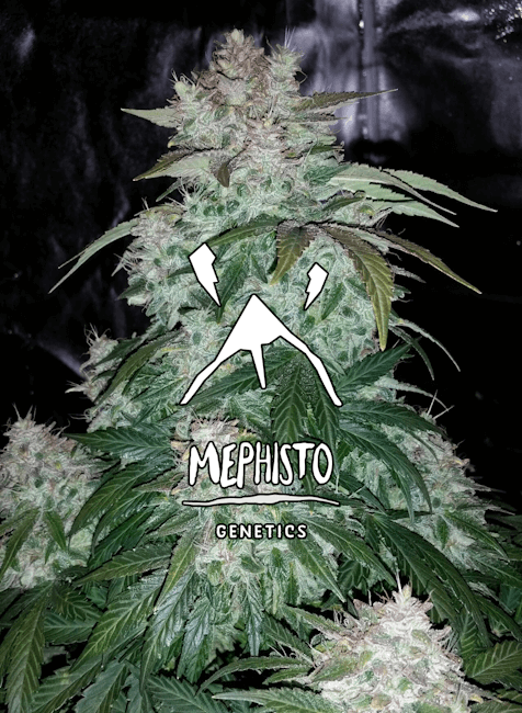 Mephisto Genetics S.O.D.K Auto Feminised Seeds seed packaging