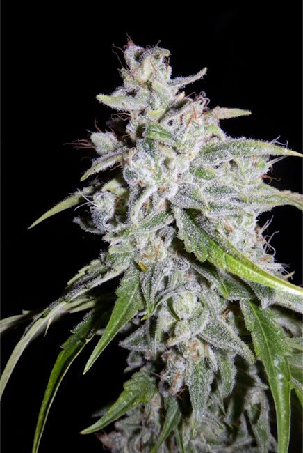 Mephisto Genetics Walter White Auto Feminised Seeds seed packaging