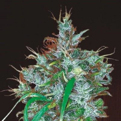 Ace Seeds Panama Haze Feminised Seeds seed packaging