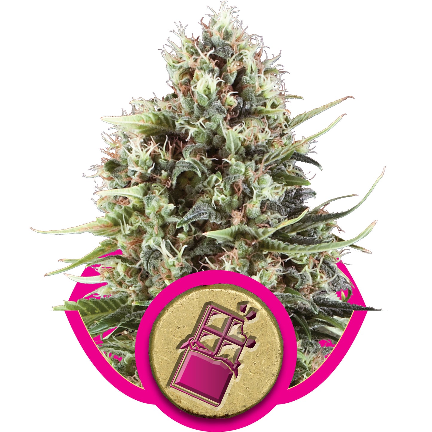 Royal Queen Seeds Chocolate Haze Feminised Seeds seed packaging