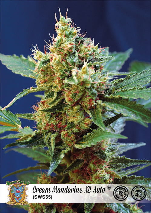 Sweet Seeds Cream Mandarine XL Auto Feminised Seeds seed packaging
