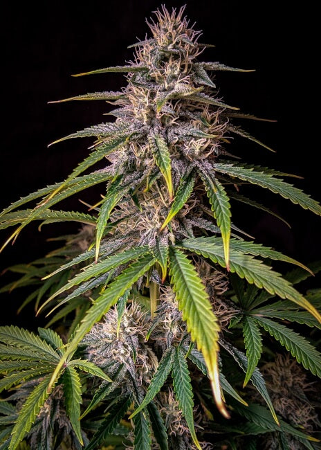 Mephisto Genetics Alien Vs Triangle Auto Feminised Seeds seed packaging
