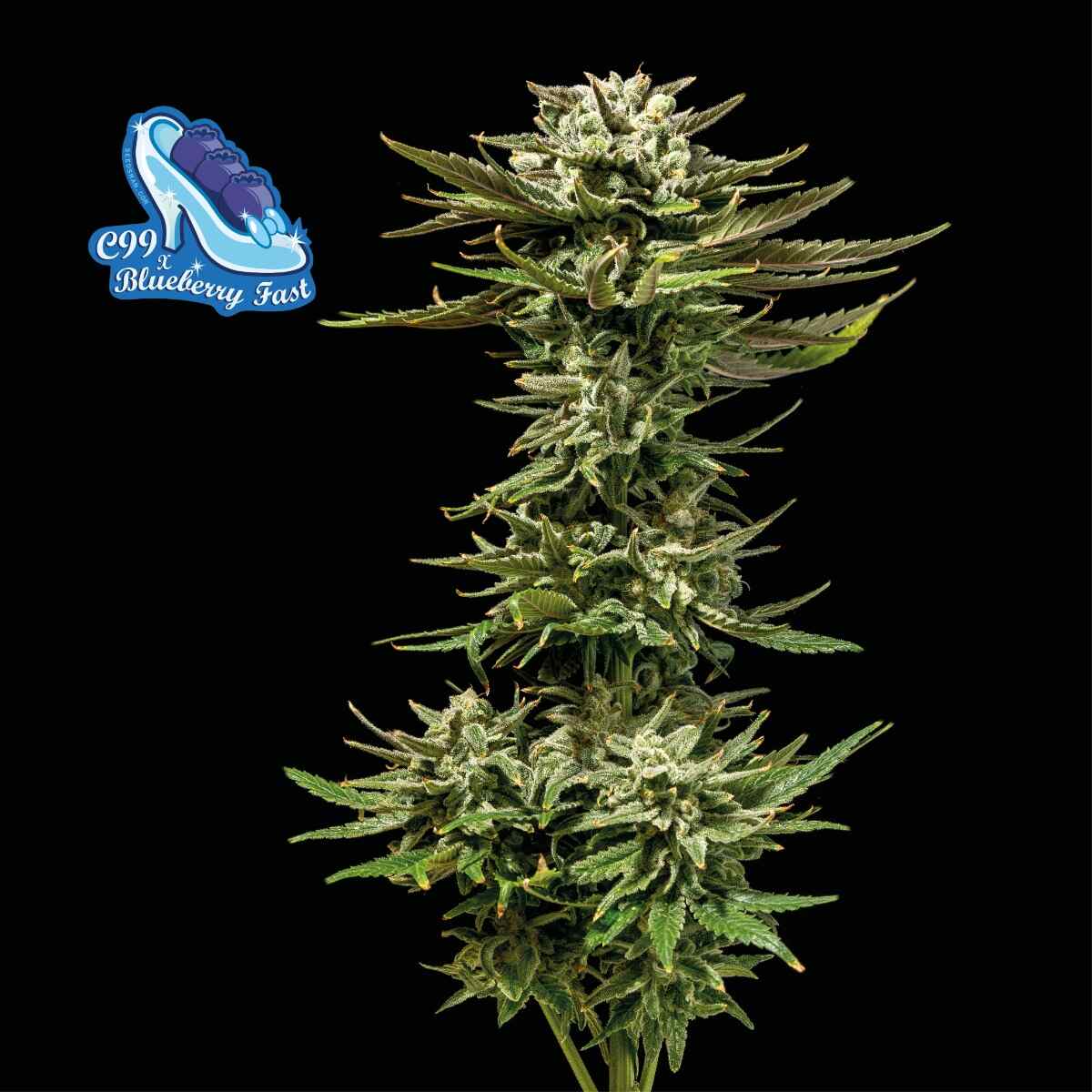 Seedsman C99 x Blueberry Fast Feminised Seeds seed packaging