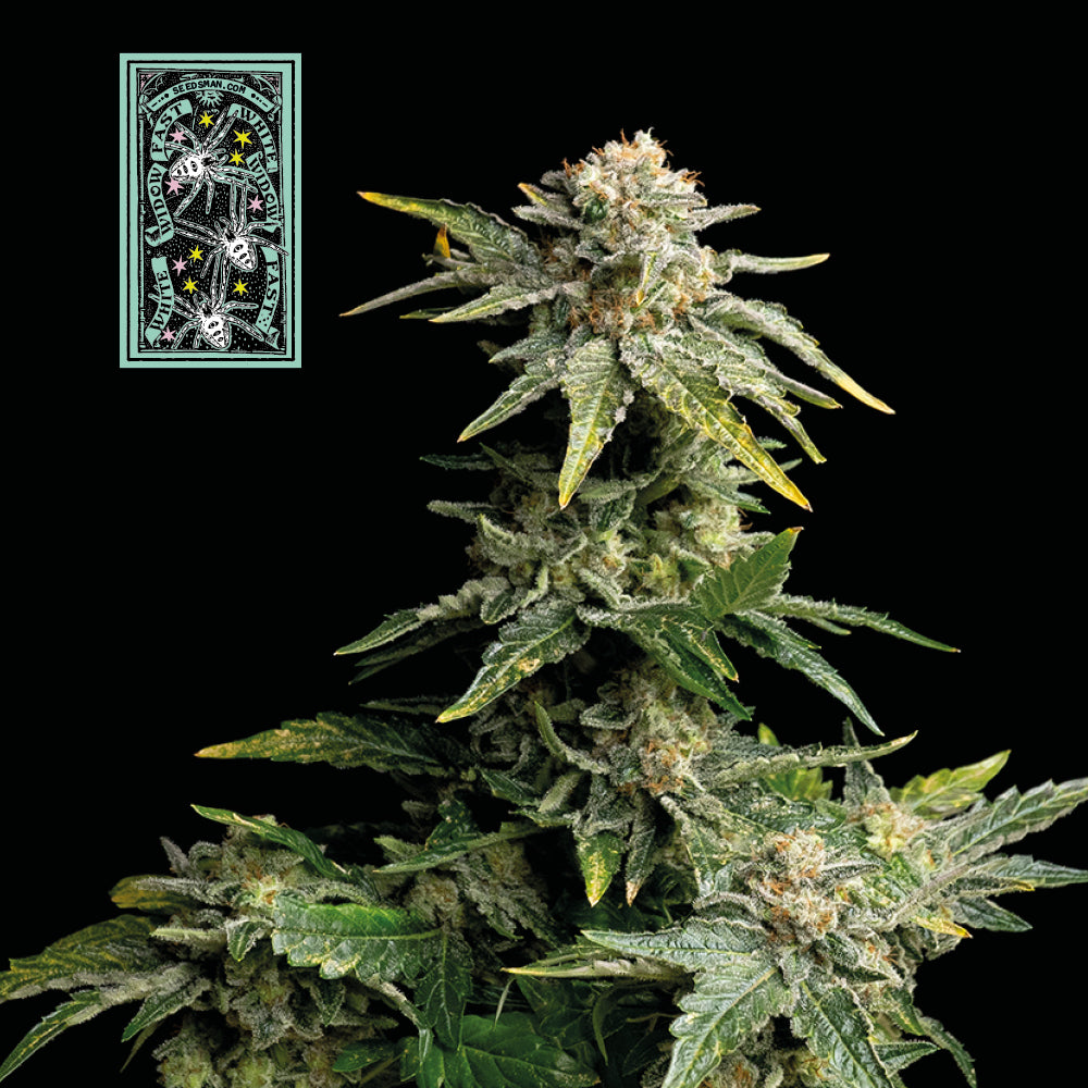 Seedsman White Widow Fast Feminised Seeds seed packaging