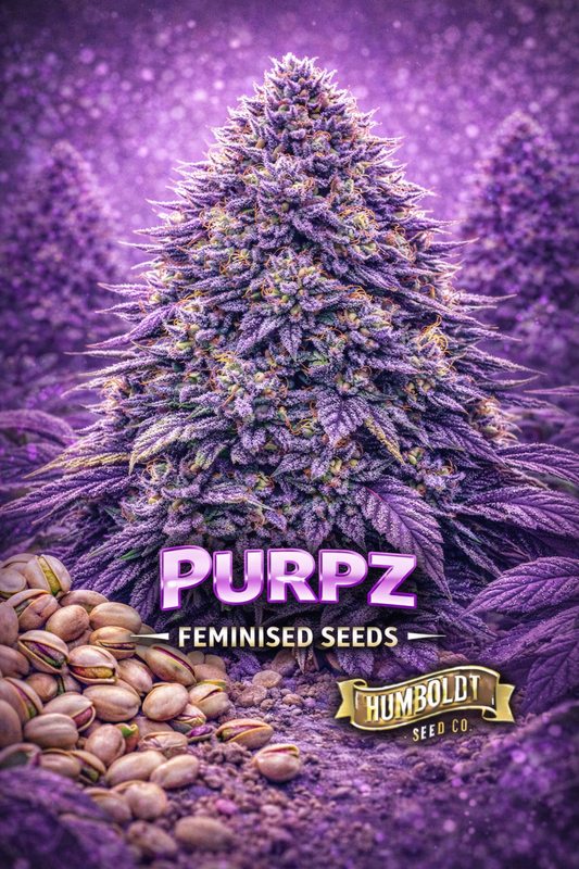 Purpz Feminised Seeds by Humboldt Seed Co – hyper-realistic deep purple cannabis plant covered in frosty trichomes and orange pistils, set against a glowing purple haze background with scattered pistachios at the bottom; bold PURPZ text centred with the Humboldt Seed Co logo underneath