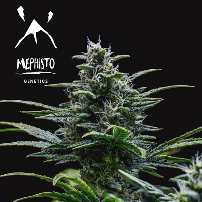 Mephisto Genetics Skywalker Auto Feminised Seeds seed packaging
