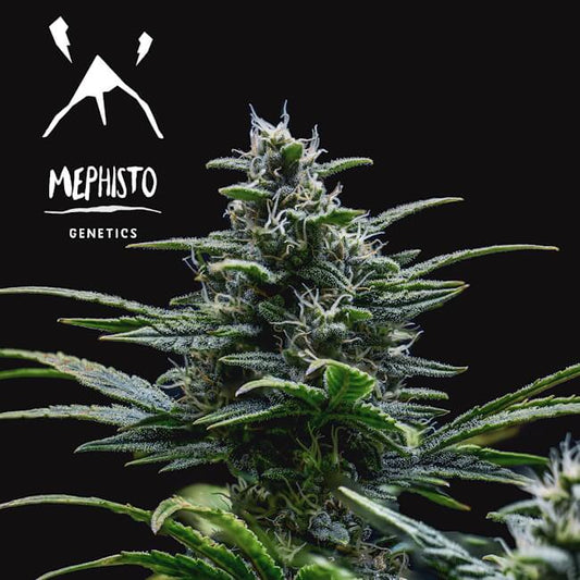 Mephisto Genetics Skywalker Auto Feminised Seeds seed packaging